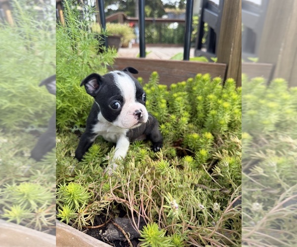 Medium Photo #2 Boston Terrier Puppy For Sale in FREDONIA, KS, USA