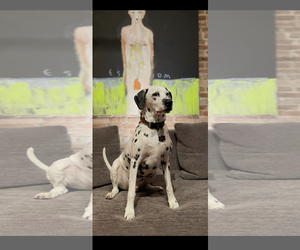 Dalmatian Dogs for adoption in New Orleans, LA, USA