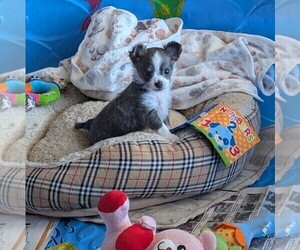 Chihuahua Puppy for sale in LEBANON, PA, USA