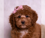 Small #5 Goldendoodle (Miniature)