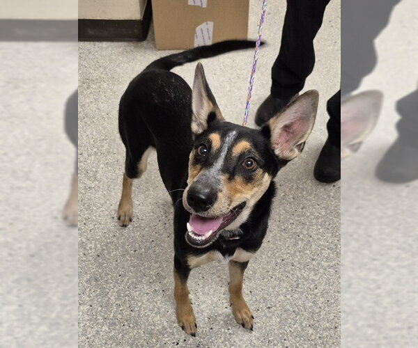 Medium Photo #1 Australian Kelpie-Unknown Mix Puppy For Sale in Lodi, CA, USA