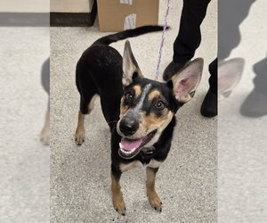 Australian Kelpie-Unknown Mix Dogs for adoption in Lodi, CA, USA