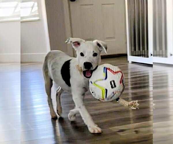 Medium Photo #3 Mutt Puppy For Sale in Sandy, UT, USA