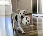 Small #2 Mutt