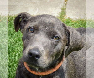 American Staffordshire Terrier-Weimaraner Mix Dogs for adoption in Huntley, IL, USA