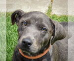 Small American Staffordshire Terrier-Weimaraner Mix