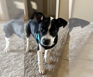 Boston Terrier-Pointer Mix Dogs for adoption in STILLWATER, OK, USA