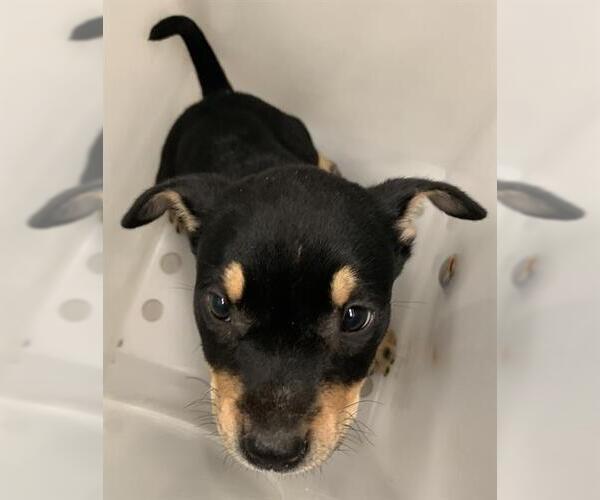 Medium Photo #1 German Shepherd Dog-Unknown Mix Puppy For Sale in Corpus Christi, TX, USA