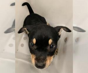 German Shepherd Dog-Unknown Mix Dogs for adoption in Corpus Christi, TX, USA