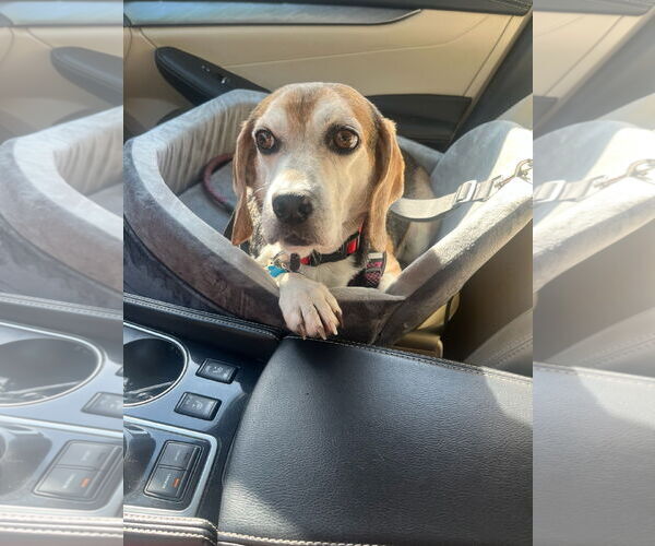 Medium Photo #6 Beagle Puppy For Sale in Garner, NC, USA
