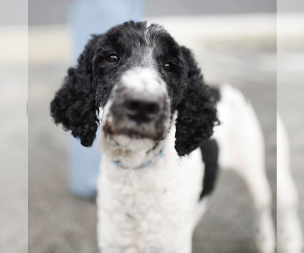 Medium Photo #2 Mutt Puppy For Sale in Brooklyn, NY, USA
