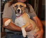 Small #2 Mutt