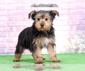 Yorkshire Terrier Puppy for sale in BEL AIR, MD, USA