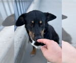 Small #12 Australian Shepherd Mix
