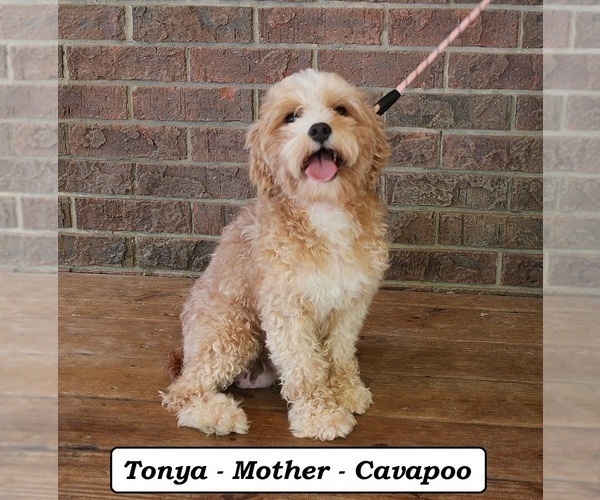 Medium Photo #1 Cavapoo (Miniature) Puppy For Sale in CLARKRANGE, TN, USA