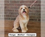 Small Photo #1 Cavapoo (Miniature) Puppy For Sale in CLARKRANGE, TN, USA