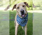 Small #4 Labrador Retriever Mix