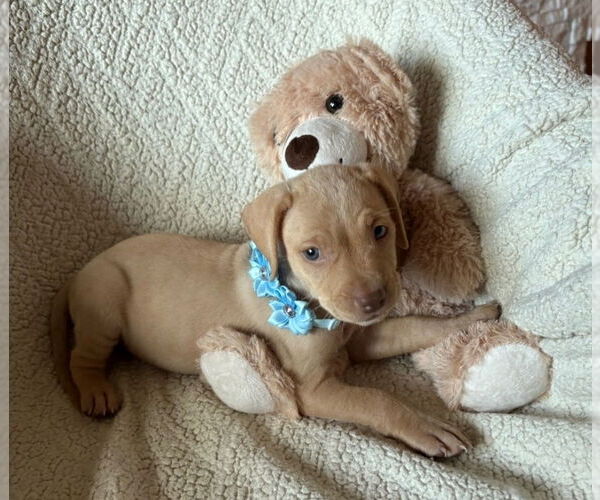 Medium Photo #2 American Staffordshire Terrier-Labrador Retriever Mix Puppy For Sale in Lakewood, CO, USA