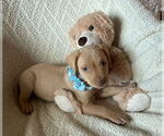 Small #1 American Staffordshire Terrier-Labrador Retriever Mix