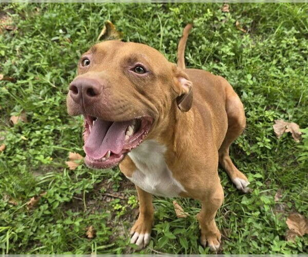 Medium Photo #2 American Pit Bull Terrier-Unknown Mix Puppy For Sale in Ocala, FL, USA