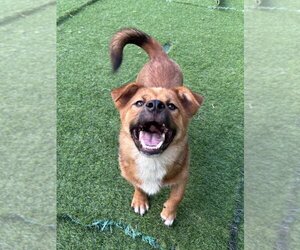 Beagi Dogs for adoption in Agoura Hills, CA, USA