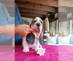 Small Photo #6 Basset Hound Puppy For Sale in Loiri Porto San Paolo, Sardinia, Italy