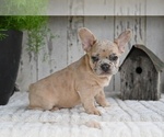 Small #2 French Bulldog