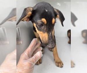 Doberman Pinscher-Unknown Mix Dogs for adoption in Houston, TX, USA