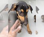 Small Doberman Pinscher Mix