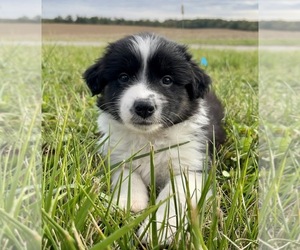 Border Collie-Miniature Australian Shepherd Mix Puppy for sale in SILVER LAKE, IN, USA