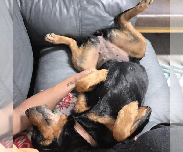 Medium Photo #6 Rottweiler-Unknown Mix Puppy For Sale in North Myrtle Beach, SC, USA