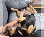 Small #5 Rottweiler Mix