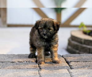 Pom-A-Poo Litter for sale in BREMEN, IN, USA