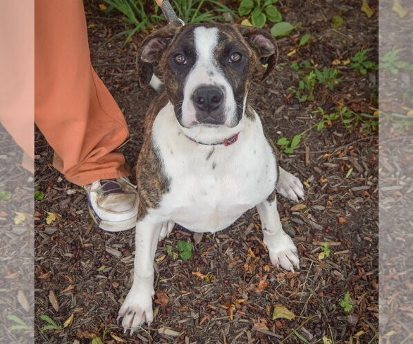 Medium Photo #5 American Staffordshire Terrier-Boxer Mix Puppy For Sale in Huntley, IL, USA