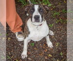 Small #4 American Staffordshire Terrier-Boxer Mix