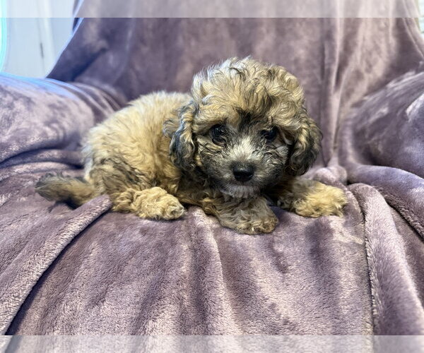 Medium Photo #2 Poodle (Miniature)-Unknown Mix Puppy For Sale in Pacolet, SC, USA