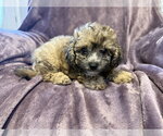 Small #1 Poodle (Miniature) Mix