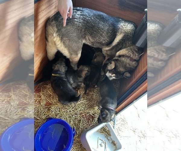 Medium Photo #7 Gerberian Shepsky Puppy For Sale in SCOTTSVILLE, KY, USA