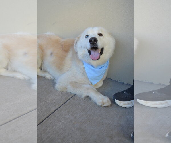 Medium Photo #2 Great Pyrenees-Unknown Mix Puppy For Sale in McKinney, TX, USA