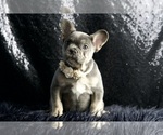 Small #1 French Bulldog