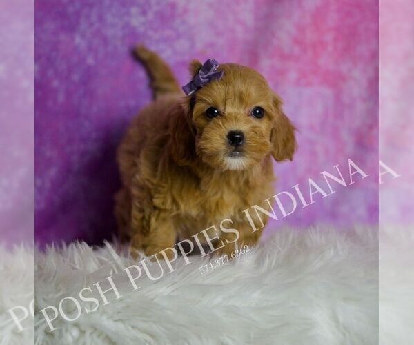 Medium Photo #7 Goldendoodle (Miniature) Puppy For Sale in WARSAW, IN, USA