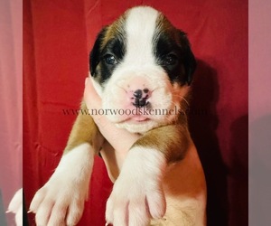 Boxer Puppy for sale in ELBERTON, GA, USA