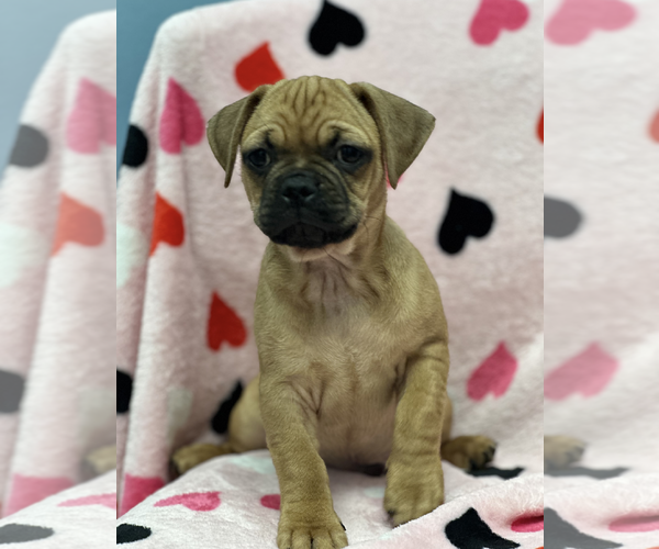 Medium Photo #5 Daug Puppy For Sale in Weston, FL, USA