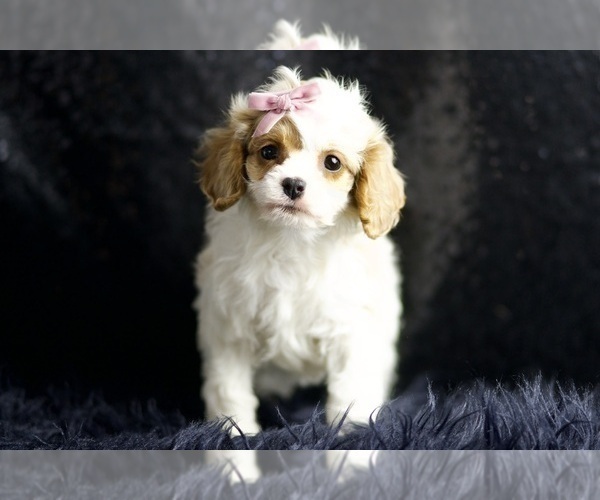Medium Photo #76 Cavapoo Puppy For Sale in WARSAW, IN, USA