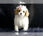 Small Photo #76 Cavapoo Puppy For Sale in WARSAW, IN, USA