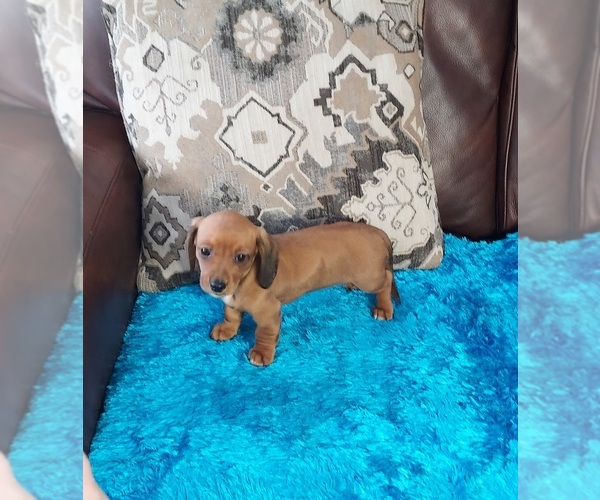 Medium Photo #1 Dachshund Puppy For Sale in BELDING, MI, USA