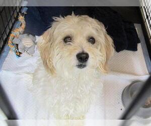 Maltipoo Dogs for adoption in Orange, CA, USA