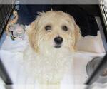 Small Maltipoo