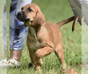 Lavender - Female Australian Shepherd-Beagle Mix Dog for Adoption - Photo #2