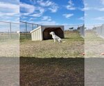 Small #2 Pembroke Welsh Corgi Mix